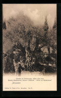 AK Jerusalem, Garten Gethsemane, ältester Ölbaum  - Palestina