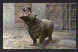 ROYAUME UNIS - ANGLETERRE - LONDON  - The Zoo - Hippopotamus - Autres & Non Classés