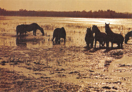 13-EN CAMARGUE-N° 4458-A/0187 - Sonstige & Ohne Zuordnung