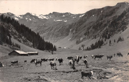 74-SAMOENS-N°4460-E/0343 - Samoëns