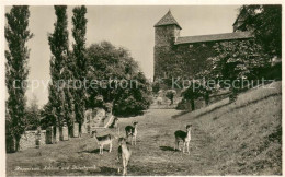 13707345 Rapperswil -Jona SG Schloss Und Hirschpark  - Autres & Non Classés