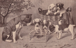 Cagnolini  1912 - Chiens