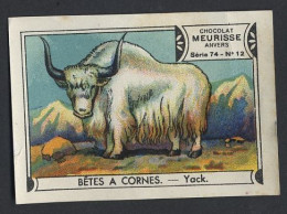 Meurisse - Ca 1930 - 74 - Bêtes à Cornes, Animals With Horns - 12 - Yack - Otros & Sin Clasificación