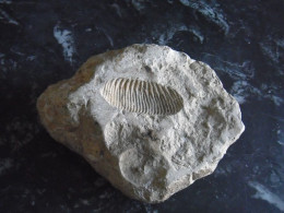 Pierre Fossilisée - Empreinte Ancienne - Fossilien