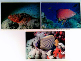 Unterwasserleben Im Roten Meer, Versch. Fische, Eilat, Israel, 3 AK, Ungelaufen, Ca. 1980, Konvolut - Non Classés
