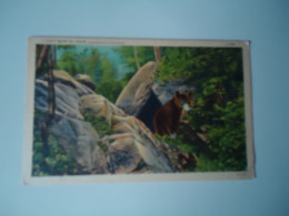 UNITED STATES I CA'T BEAR TO LEAVE    POSTCARDS    MORE  PURHASES 10% OFF - Osos