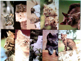 Katzen, 10 AK, Ungelaufen, Ca. 1990, Konvolut - Unclassified