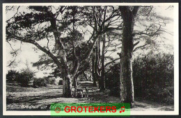 EDE De Tra Ca 1935 ? Alleen De Honden Willen Op De Foto - Ede