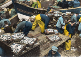 - Déchargement De La Sardine Au Port - ( 1528 ) - Quiberon