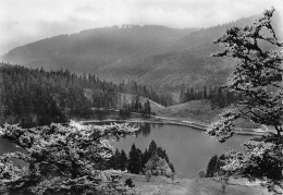 68  MUNSTER  Lac Vert Ou Lac De Soultzeren  Route Des Crêtes  N° 216 \MK3000 - Munster