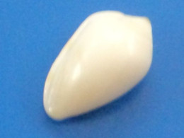 Marginella Apicinum  Caraîbes (Ancon) 9,7mm F+++ N2 - Seashells & Snail-shells
