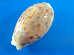 Cypraea Lynx  Philippines (Olango) 24,8mm GEM N8 - Coquillages