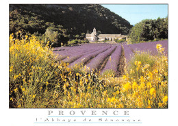 84 GORDES Abbaye De SENANQUE  Dans Les Champs De Lavande Provencale  N° 31 \MK3014 - Gordes