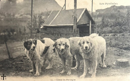 Les Pyrénées - Chiens De Montagne - Honden