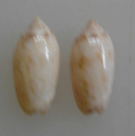 Oliva Reticularis (x2) Martinique F+++ 22,6 Et 22,7mm N7 - Seashells & Snail-shells