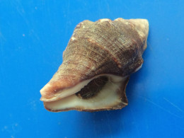 Leucozonia Nassa Martinique 27,1mm WO  N7 - Conchiglie