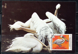 BULGARIA BULGARIE BULGARIEN 1988 BIRDS FAUNA GREAT WHITE PELECANUS PELLICANO BIRD 30s MAXI MAXIMUM CARD - FDC