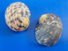 Nerita Peloronta (x2) Martinique 24,8 Et 25,5mm F+++/GEM N12 - Seashells & Snail-shells