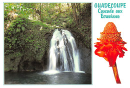 97 GUADELOUPE  La Cascade Aux écrevisses Route Des Mamelles Rose De Porcelaine   N° 14  \MK3027 - Basse Terre