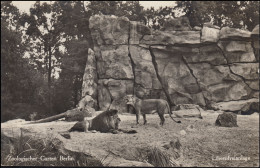 Foto-AK Zoologischer Garten Berlin: Löwenfreigehege, BERLIN-CHARLOTTENBURG 1936 - Gatos