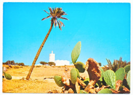 CPSM 10.5 X 15  Tunisie DJERBA  Une Mosquée  Palmier Cactus - Tunisia