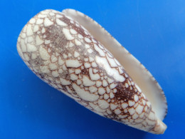 Conus Omaria Philippines (Olango) 69mm F+++ N5 - Schelpen