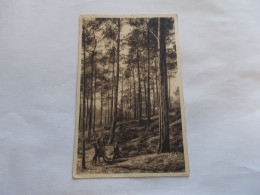 LES LANDES DE GASCOGNE  UN COIN DE FORET  ANIMEES ET CHIEN 1935 - Other & Unclassified