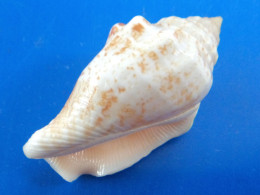 Strombus Mutabile Philippines 37,8mm GEM - Seashells & Snail-shells