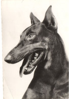 - GENOLINE - Brauner Dobermann - ( 1557 ) - Werbepostkarten