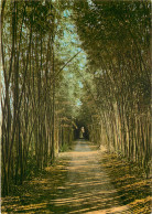 LES CEVENNES TOURISTIQUES ANDUZE Bambous Geants 27(scan Recto-verso) MD2539 - Anduze