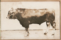 10836 / Carte-Photo 1920s ROUEN Photographe Animalier André CHAMBRY Rue JOUVENET - TAUREAU De Concours Agricole Cpagr - Rouen