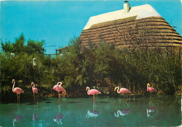 LA CAMARGUE ET LES SAINTES MARIES DE LA MER Cabane De Guardian Et Flamants Roses 24(scan Recto-verso) ME2604 - Saintes Maries De La Mer