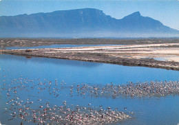 Afrique Du Sud RSA  Zuid-Afrika  Flamingos Flaminke Rondevlei Cape Town KAAPSTAD  10  (scan Recto Verso)ME2646BIS - Afrique Du Sud