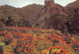 Afrique Du Sud RSA  Zuid-Afrika  Kirstenbosch  Cape Town KAAPSTAD  16 (scan Recto Verso)ME2646BIS - Sud Africa