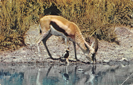 TANZANIA Tanzanie  Gazelle With Plover 34 (scan Recto Verso)ME2646BIS - Tanzanía