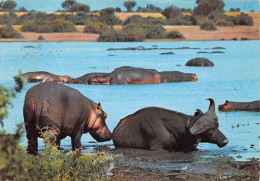 TANZANIA Tanzanie  UCANDA KENYA HIPPOPOTAMUS Hippopotame  BUFFLE BUFFALO At Hippo Pool  38 (scan Recto Verso)ME2646BIS - Tanzanie