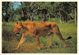 Afrique Du Sud RSA  Zuid-Afrika LIONESS  Lion Lionne  Cape Town KAAPSTAD  45  (scan Recto Verso)ME2646BIS - Sud Africa