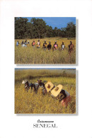 SENEGAL   Récolte Du Riz En Casamance  9 (scan Recto Verso)ME2646TER - Sénégal