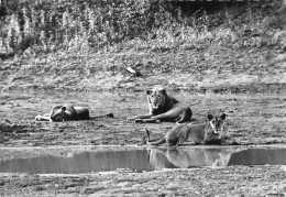 TCHAD  LIONNE Et LIONS DANS LE PARC DE Zakouma 16 (scan Recto Verso)ME2646VIC - Tschad