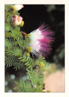 GUINEE  Pink Powderpuff  37 (scan Recto Verso)ME2647BIS - Equatoriaal Guinea