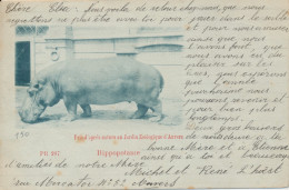 HIPPOPOTAME.                       2 SCANS - Hippopotamuses