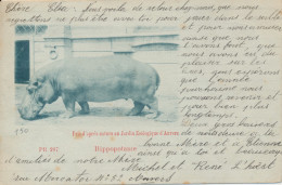 HIPPOPOTAME.                       2 SCANS - Hipopótamos