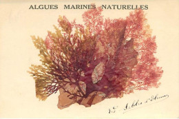 - Vendée -ref-F213- Sables D Olonne - Algues Marines Naturelles - Algue - Herbier - - Sables D'Olonne