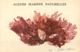 - Vendée -ref-F212- Sables D Olonne - Algues Marines Naturelles - Algue - Herbier - - Sables D'Olonne