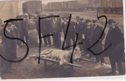 ROANNE            CARTE PHOTO    LE LION ABATTU DEVANT LA GARE - Roanne