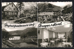 AK Burg / Mosel, Gasthaus Baybachforellenzucht Wolf  - Other & Unclassified