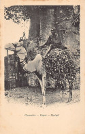 Sénégal - Chamelier Dans Le Cayor - Ed. Inconnu  - Senegal