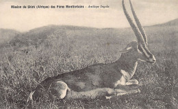 Malawi - Antelope - Publ. Company Of Mary - Mission Du Shiré Des Pères Montfortains - Malawi
