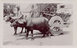 India - Bullock Cart - REAL PHOTO - Publ. Unknown  - Indien