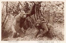 Cameroun - Famille De Gorilles - Ed. Compagnie Zoologique De Yaoundé 79 - Kamerun